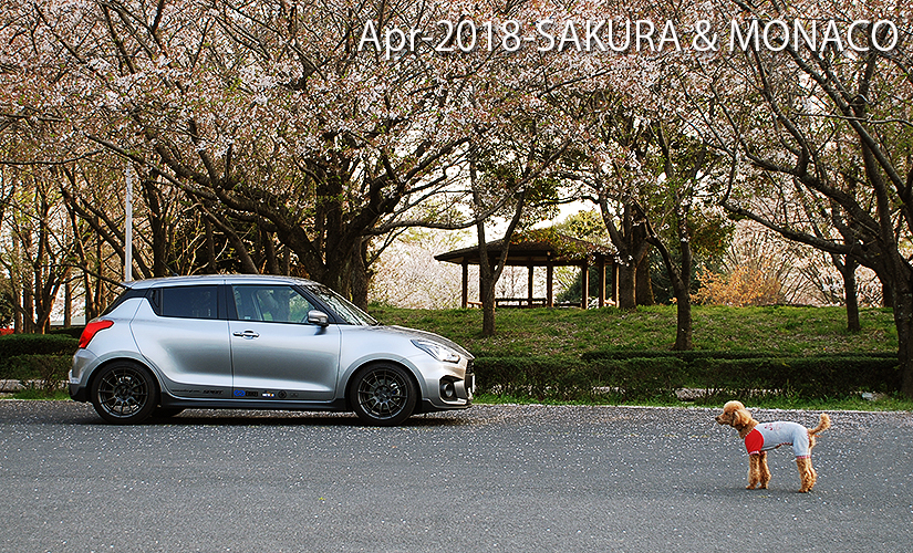 zc33s-apr-2018-sakura-2.jpg